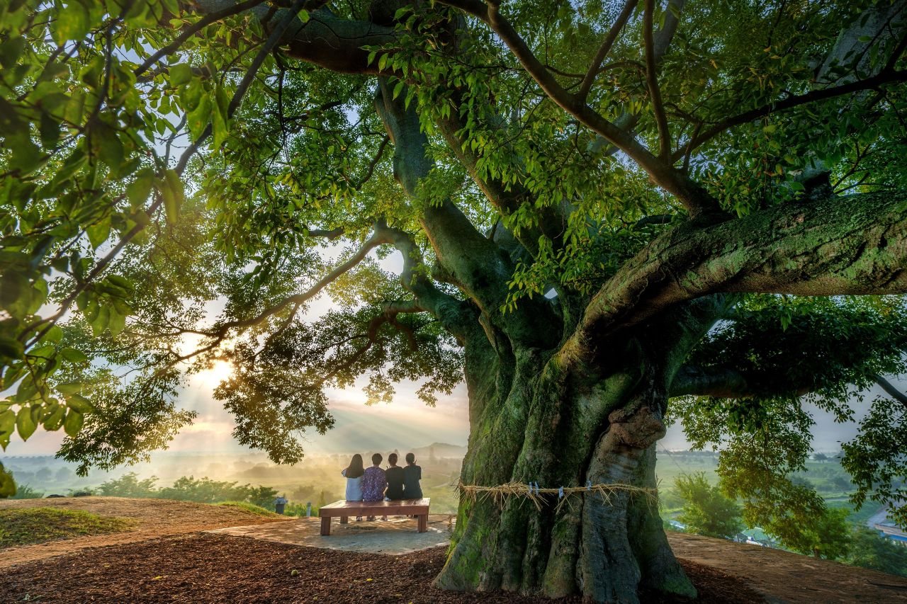 Árbol almez de Woo Young-woo (Bukbu-ri)